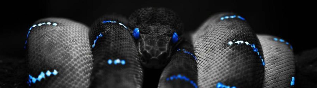 Black mamba official